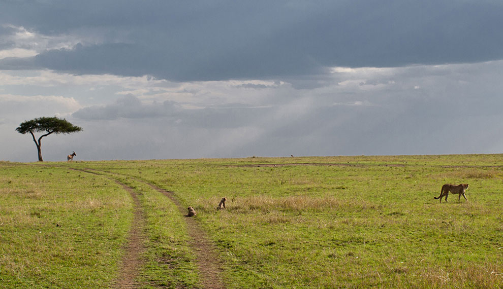 walking safari in zambia