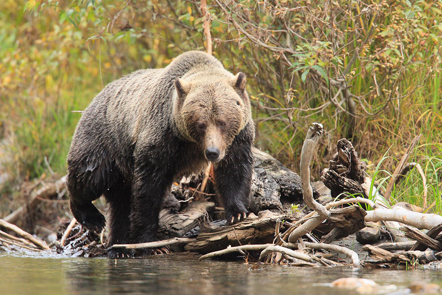 Polar Bear Expeditions, Bespoke Grizzly Bear Safaris