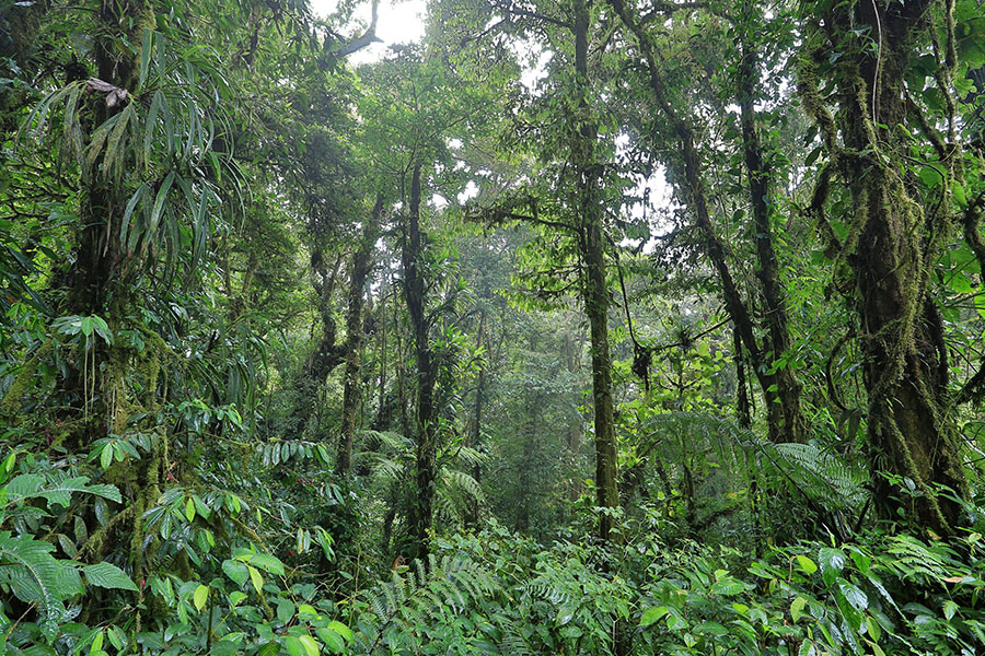 Monteverde Cloud Forest | Bespoke Monteverde Trips | Natural High