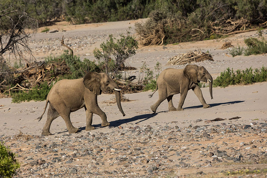 safari holidays in namibia