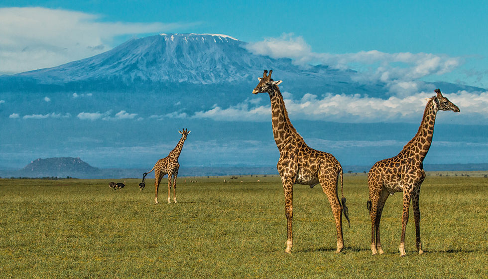 safari kenya en novembre