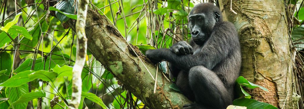 African Great Apes | Chimpanzee & Gorilla Trekking Holidays | Natural High