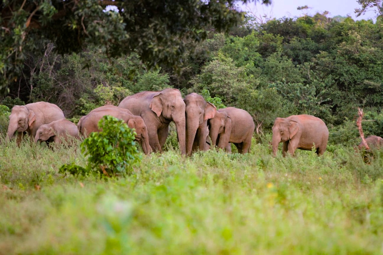 Sri Lanka Elephants