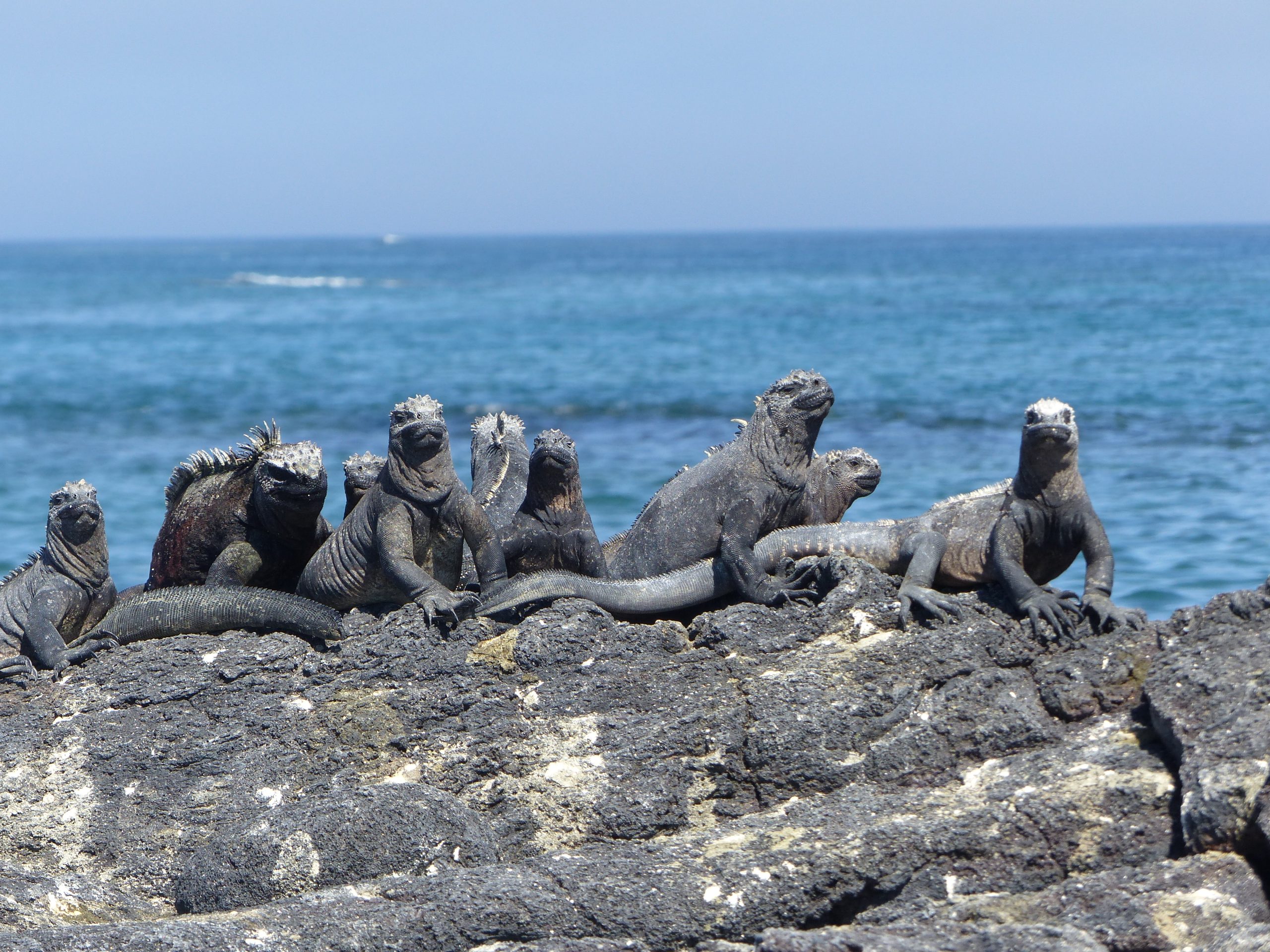 Galapagos Islands